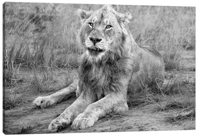 Young Male Lion Canvas Art Print - MScottPhotography