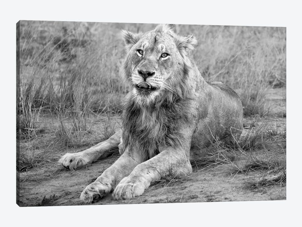 Young Male Lion by MScottPhotography 1-piece Canvas Art Print