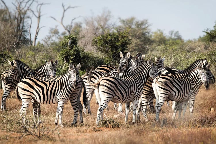 Zebra Dazzle