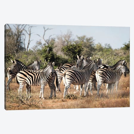 Zebra Dazzle Canvas Print #MPH170} by MScottPhotography Canvas Art