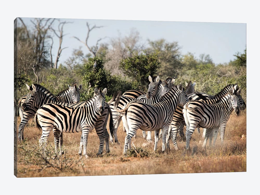 Zebra Dazzle by MScottPhotography 1-piece Canvas Print