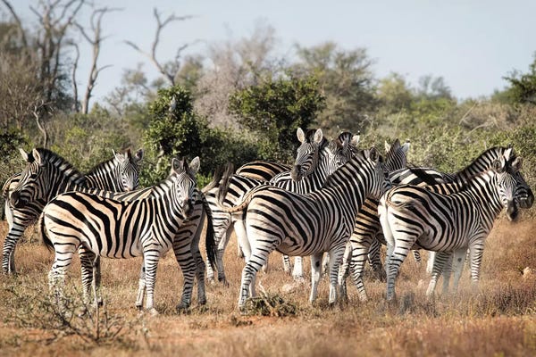 MScottPhotography: Zebra Dazzle by MScottPhotography