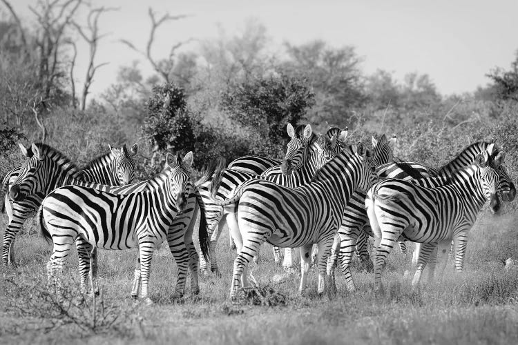 Zebras