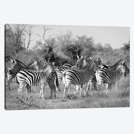 Zebras Canvas Print #MPH171} by MScottPhotography Canvas Wall Art