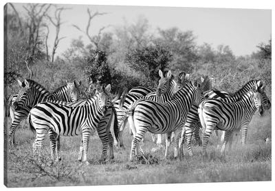 Zebras Canvas Art Print - MScottPhotography