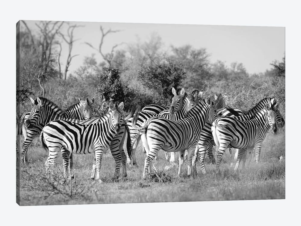 Zebras by MScottPhotography 1-piece Canvas Art