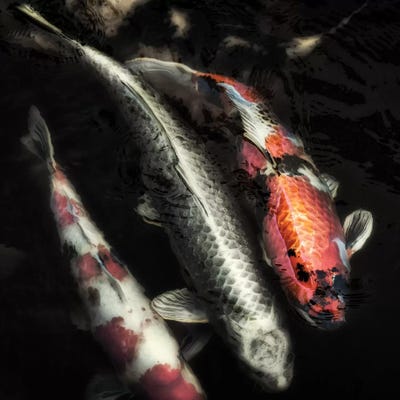 Don't Be Koi by MScottPhotography framed canvas print