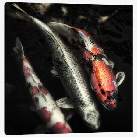 Don't Be Koi Canvas Print #MPH25} by MScottPhotography Canvas Artwork