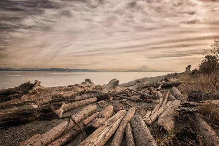 Driftwood