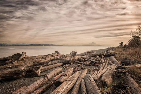 MScottPhotography: Driftwood by MScottPhotography