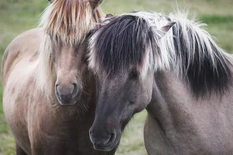 Dynamic Duo by MScottPhotography wall art