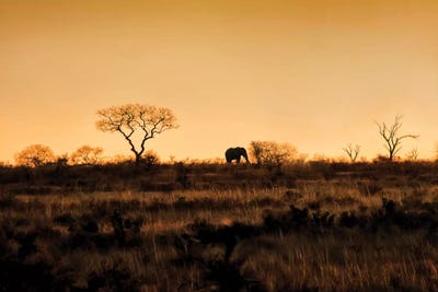 Elephant Silhouette by MScottPhotography canvas print