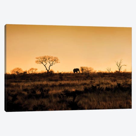 Elephant Silhouette Canvas Print #MPH33} by MScottPhotography Canvas Art
