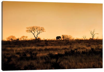 Elephant Silhouette Canvas Art Print - MScottPhotography