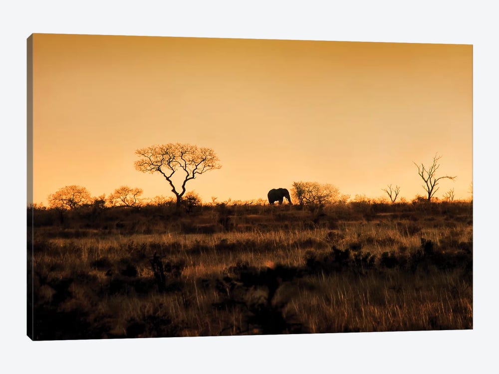 Elephant Silhouette by MScottPhotography 1-piece Canvas Artwork