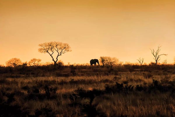 MScottPhotography: Elephant Silhouette by MScottPhotography