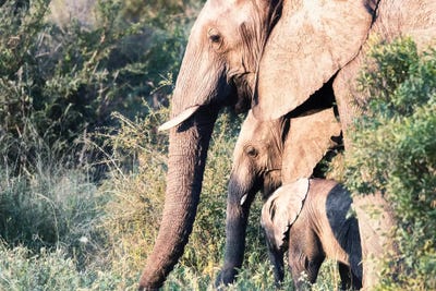 Elephant Trio by MScottPhotography art print