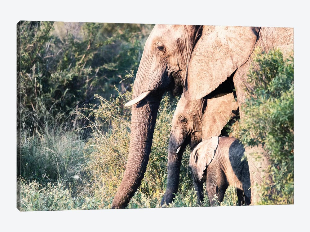 Elephant Trio by MScottPhotography 1-piece Canvas Print