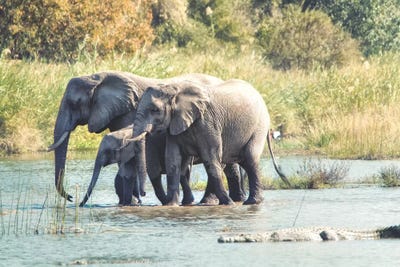 Elephant Trio II by MScottPhotography art print