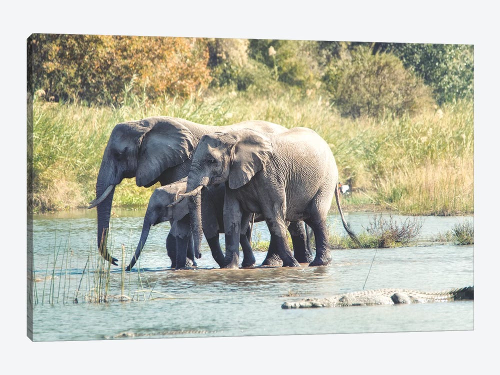 Elephant Trio II by MScottPhotography 1-piece Canvas Artwork