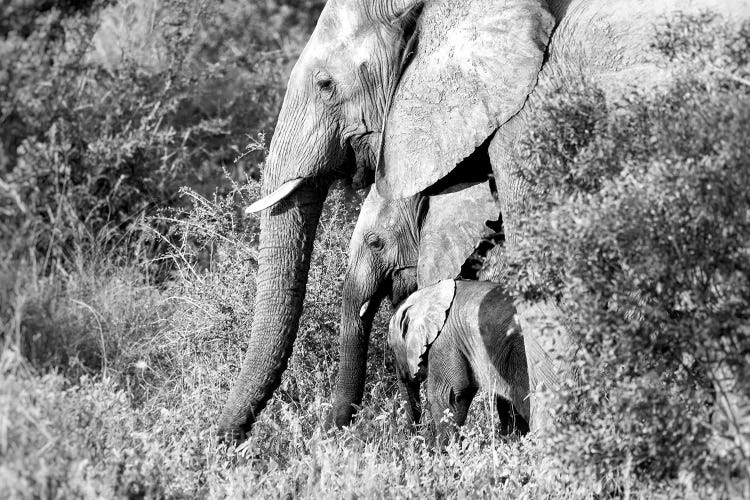 Elephant Trio In Black And White