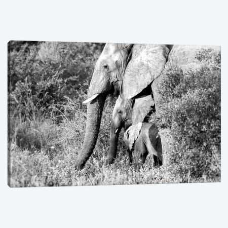 Elephant Trio In Black And White Canvas Print #MPH36} by MScottPhotography Canvas Print