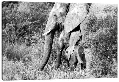Elephant Trio In Black And White Canvas Art Print - MScottPhotography