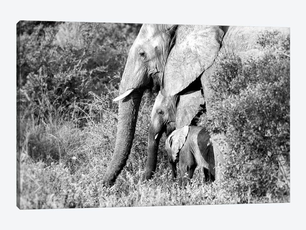 Elephant Trio In Black And White by MScottPhotography 1-piece Art Print