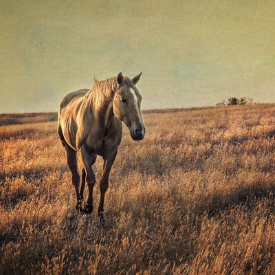 Equine by MScottPhotography art print
