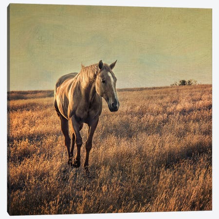 Equine Canvas Print #MPH37} by MScottPhotography Art Print