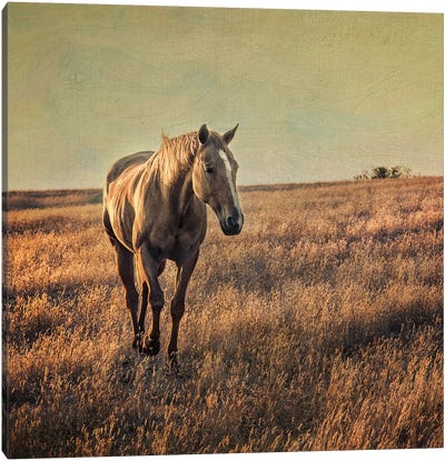 Equine Canvas Art Print - MScottPhotography