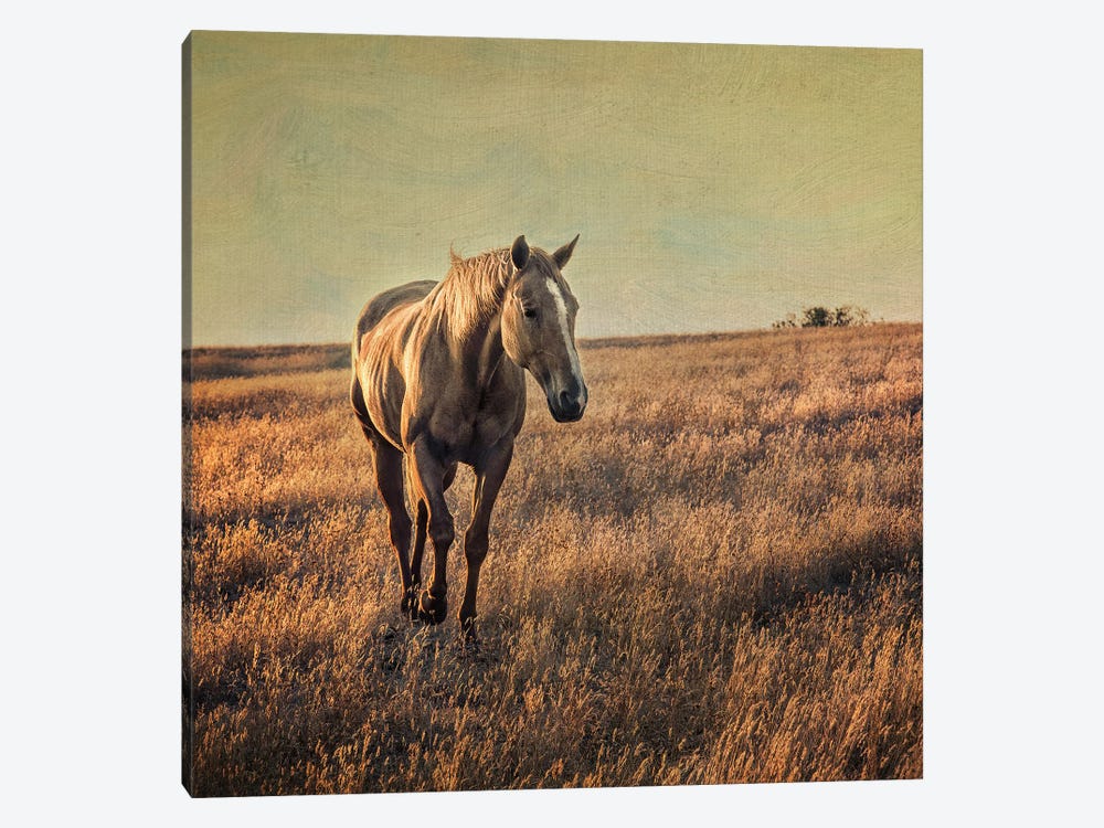 Equine by MScottPhotography 1-piece Canvas Wall Art