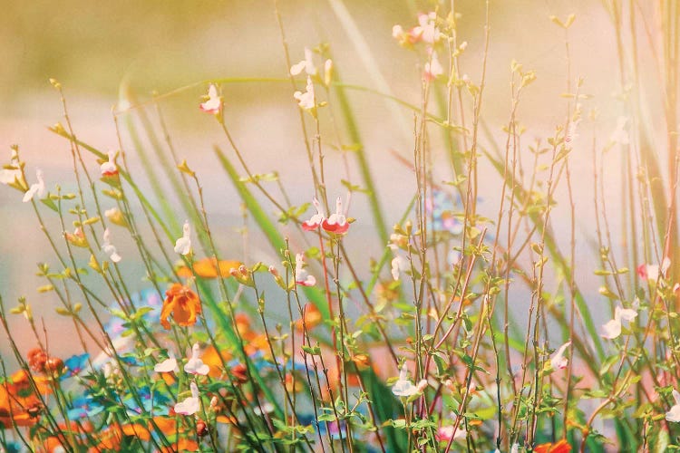 Field of Flowers