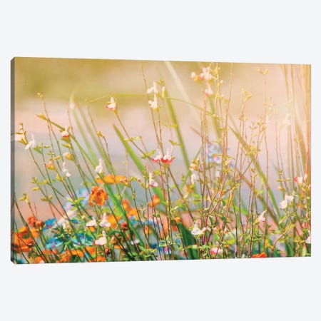 Field of Flowers Canvas Print #MPH40} by MScottPhotography Art Print