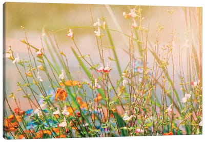 Field of Flowers Canvas Art Print - MScottPhotography