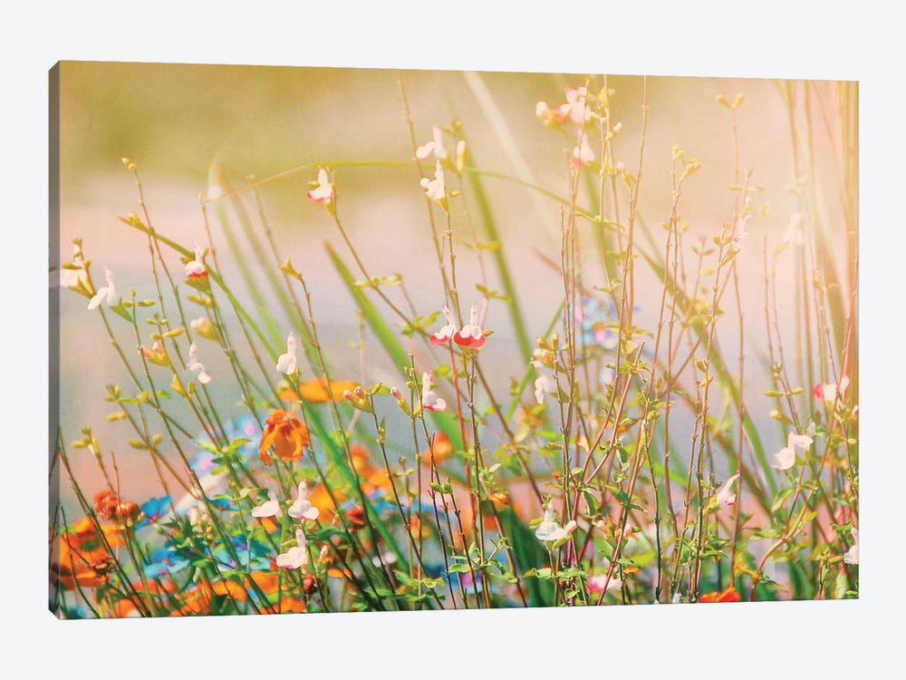 Field of Flowers by MScottPhotography 1-piece Canvas Wall Art