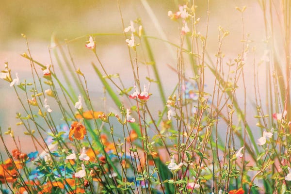 MScottPhotography: Field of Flowers by MScottPhotography