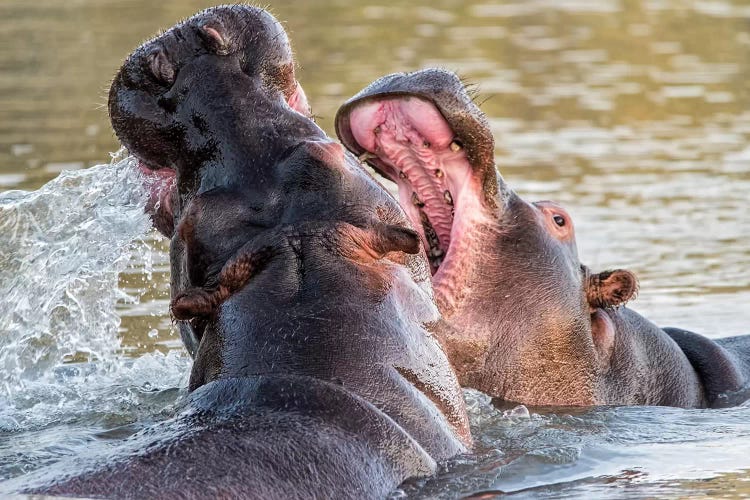 Hippos