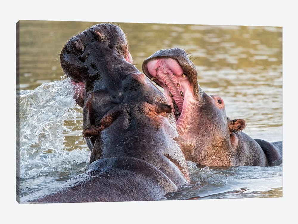 Hippos by MScottPhotography 1-piece Canvas Art Print