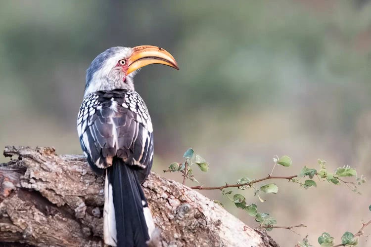 Hornbill profile