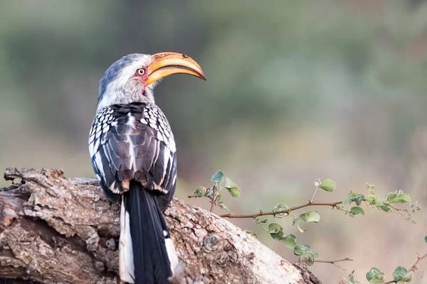 Hornbills