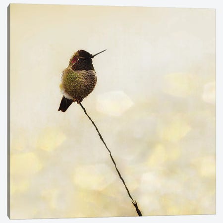 Hummingbird Canvas Print #MPH62} by MScottPhotography Canvas Art Print