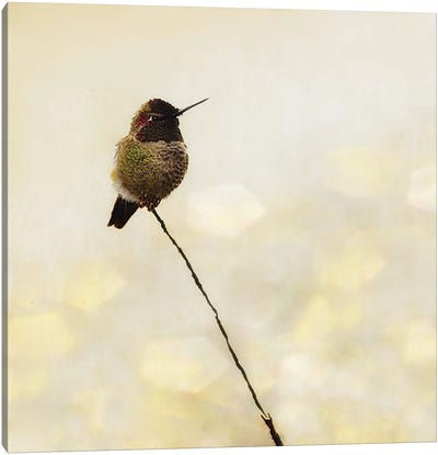 Hummingbird Canvas Art Print - MScottPhotography