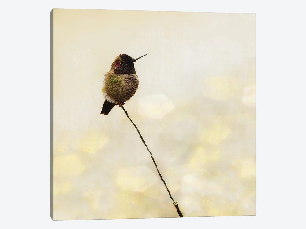 Hummingbird by MScottPhotography 1-piece Canvas Artwork
