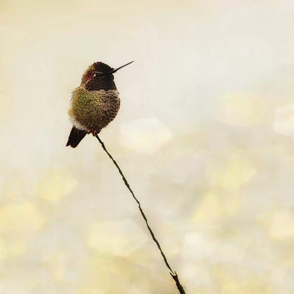 MScottPhotography: Hummingbird by MScottPhotography