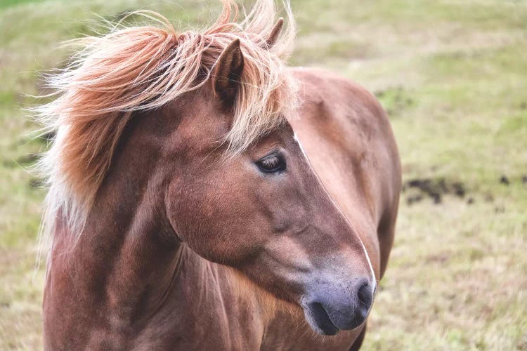 Icelandic Pony