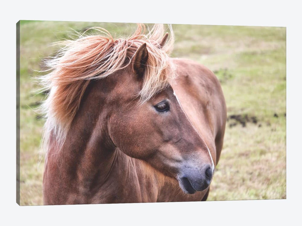 Icelandic Pony by MScottPhotography 1-piece Canvas Artwork