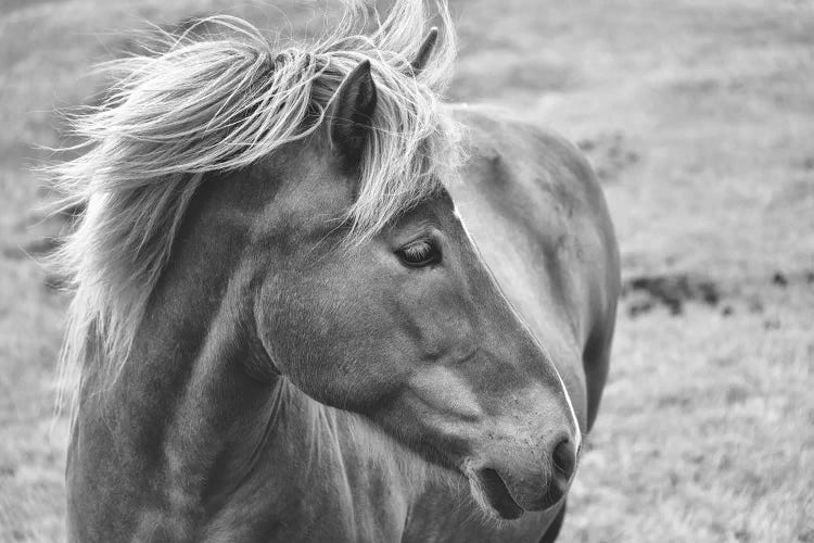 Icleandic Pony In Black And White