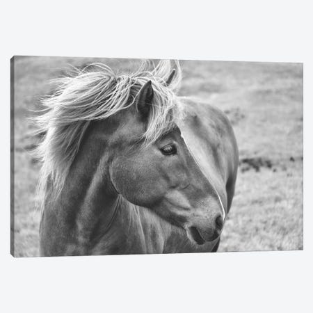 Icleandic Pony In Black And White Canvas Print #MPH65} by MScottPhotography Canvas Artwork