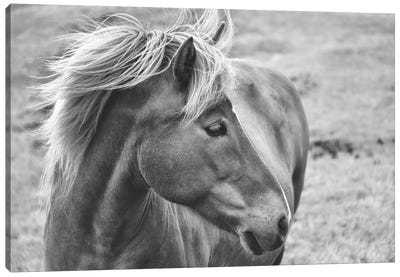 Icleandic Pony In Black And White Canvas Art Print - MScottPhotography